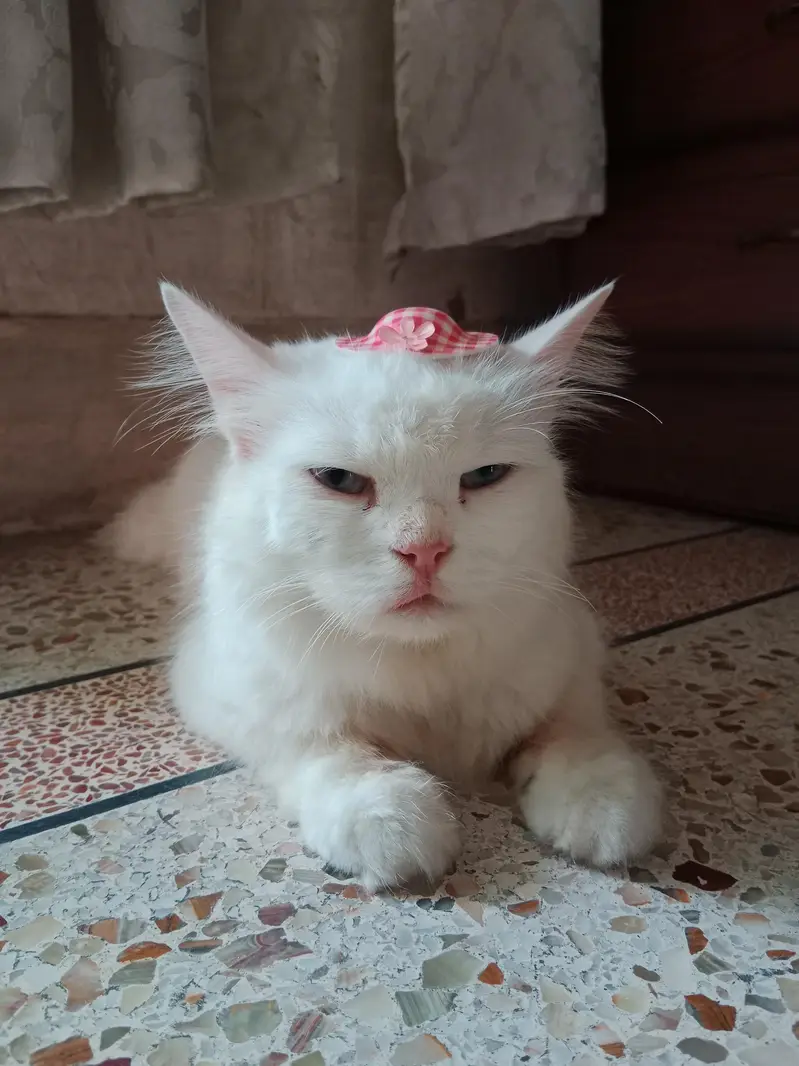 Persian White Cat — photo 5