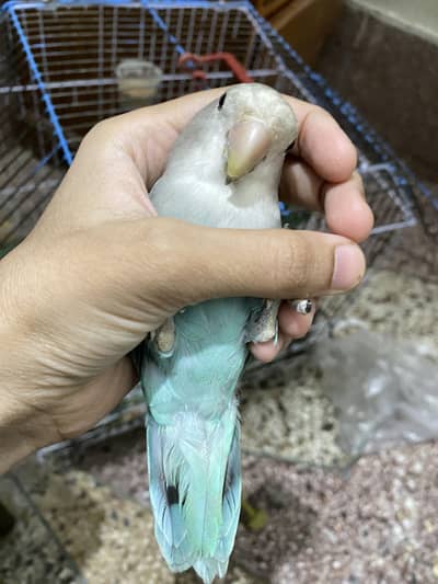 Albino Love Birds + Rossicolly love birds