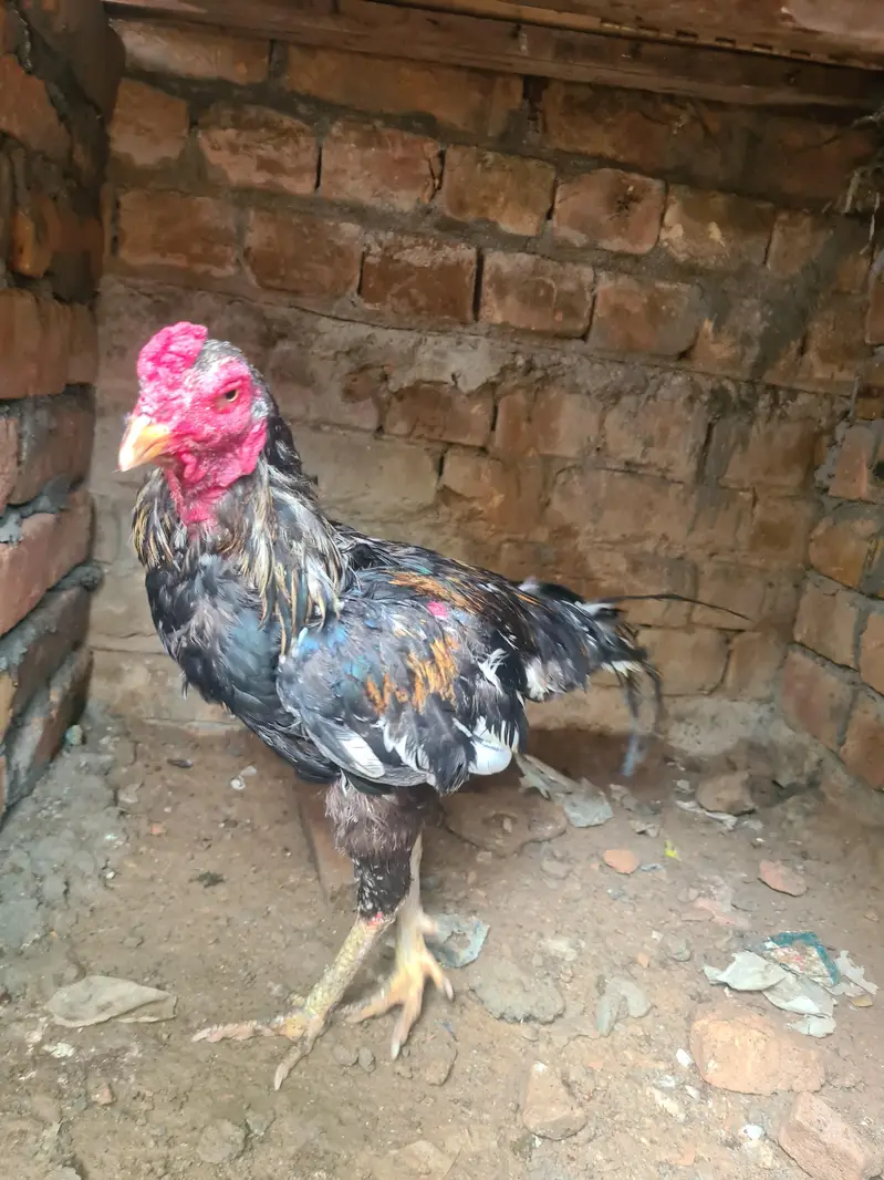 boht acha morga hai wp 03193478302 — photo 2