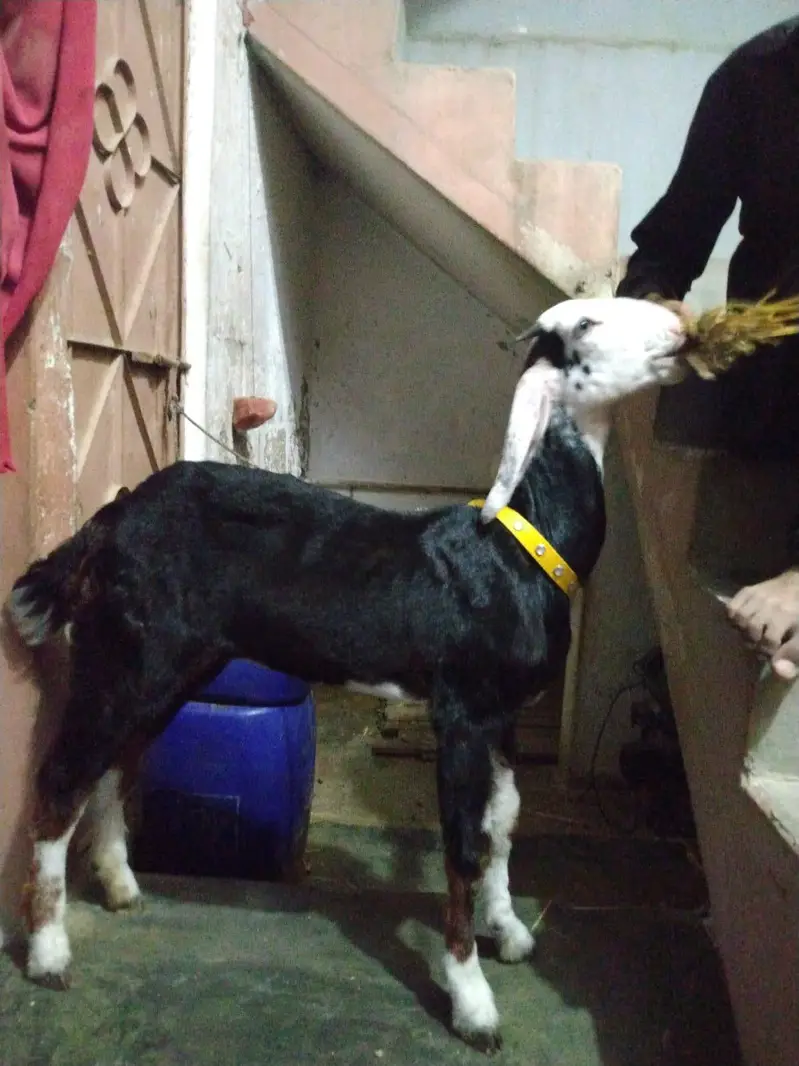 Tota puri Female — photo 4