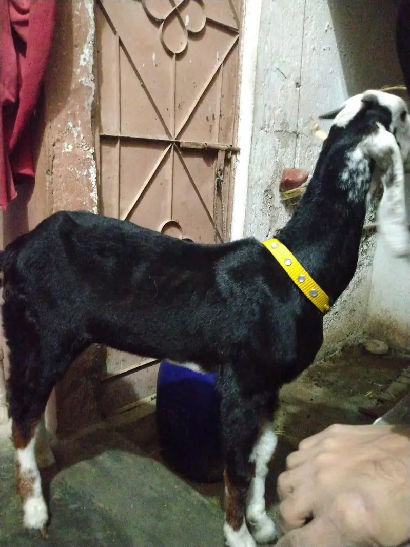 Tota puri Female — photo 5