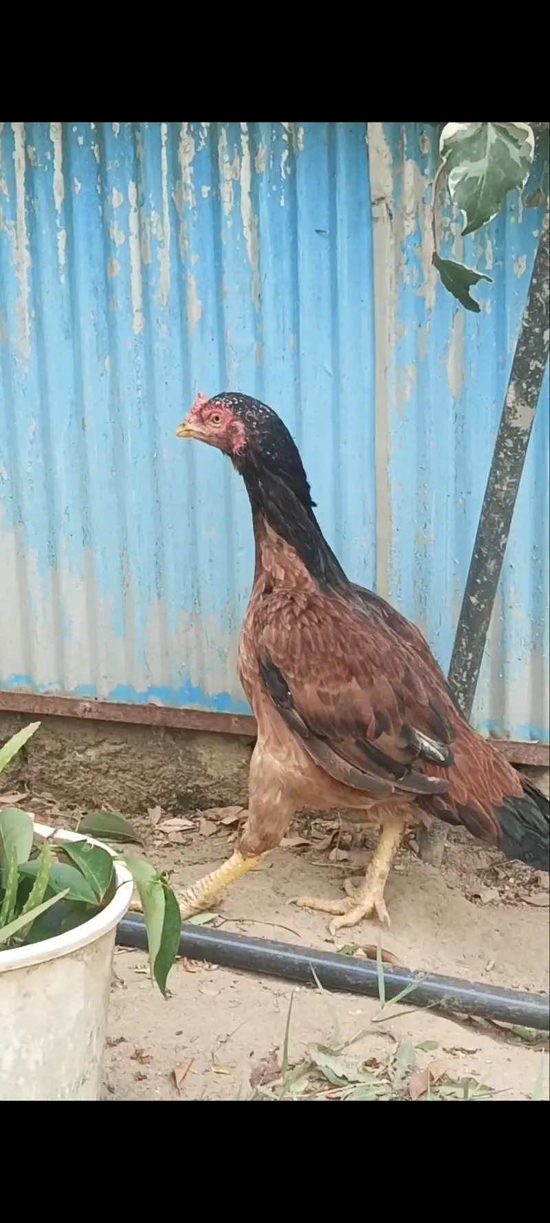 Amroha asel — photo 2