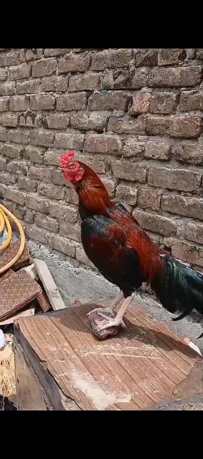 ma Sha Allah home breed