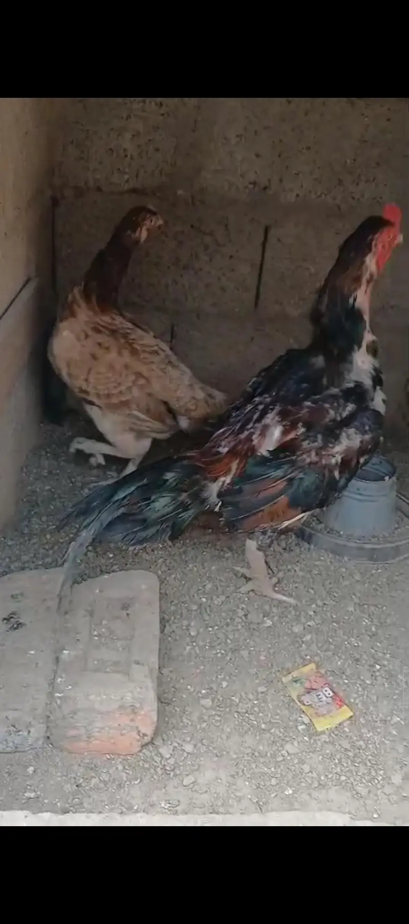 ma Sha Allah home breed — photo 2