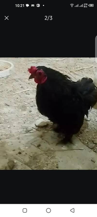 golden buff hens egg