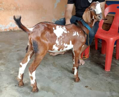 taddey tapra pair for sell male