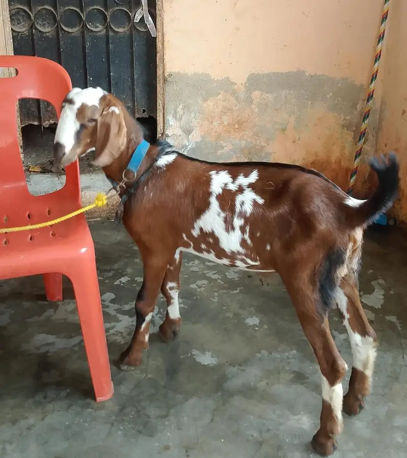 taddey tapra pair for sell male — photo 2