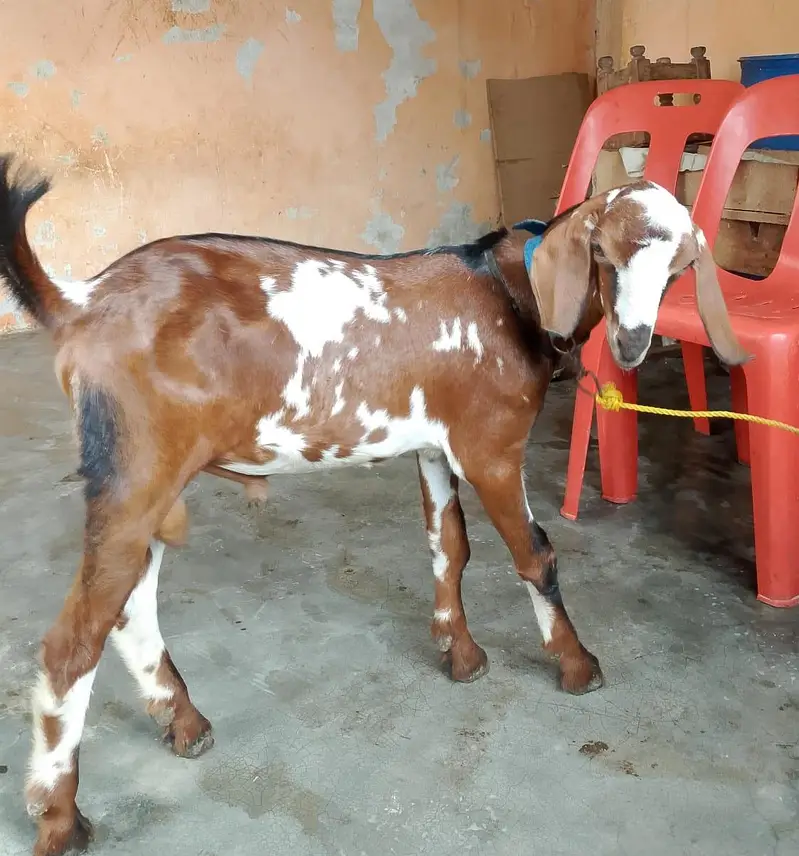 taddey tapra pair for sell male — photo 3