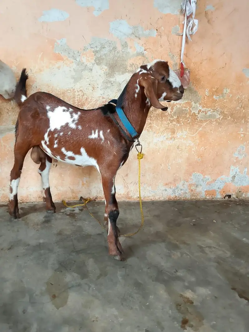 taddey tapra pair for sell male — photo 4