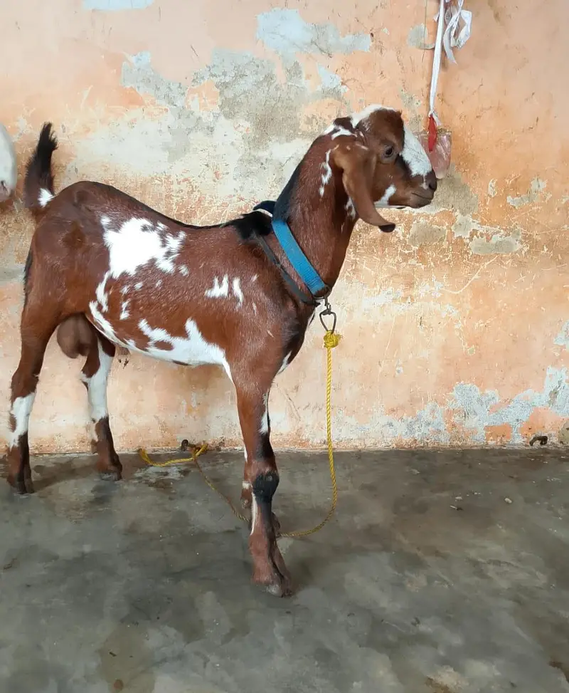 taddey tapra pair for sell male — photo 5