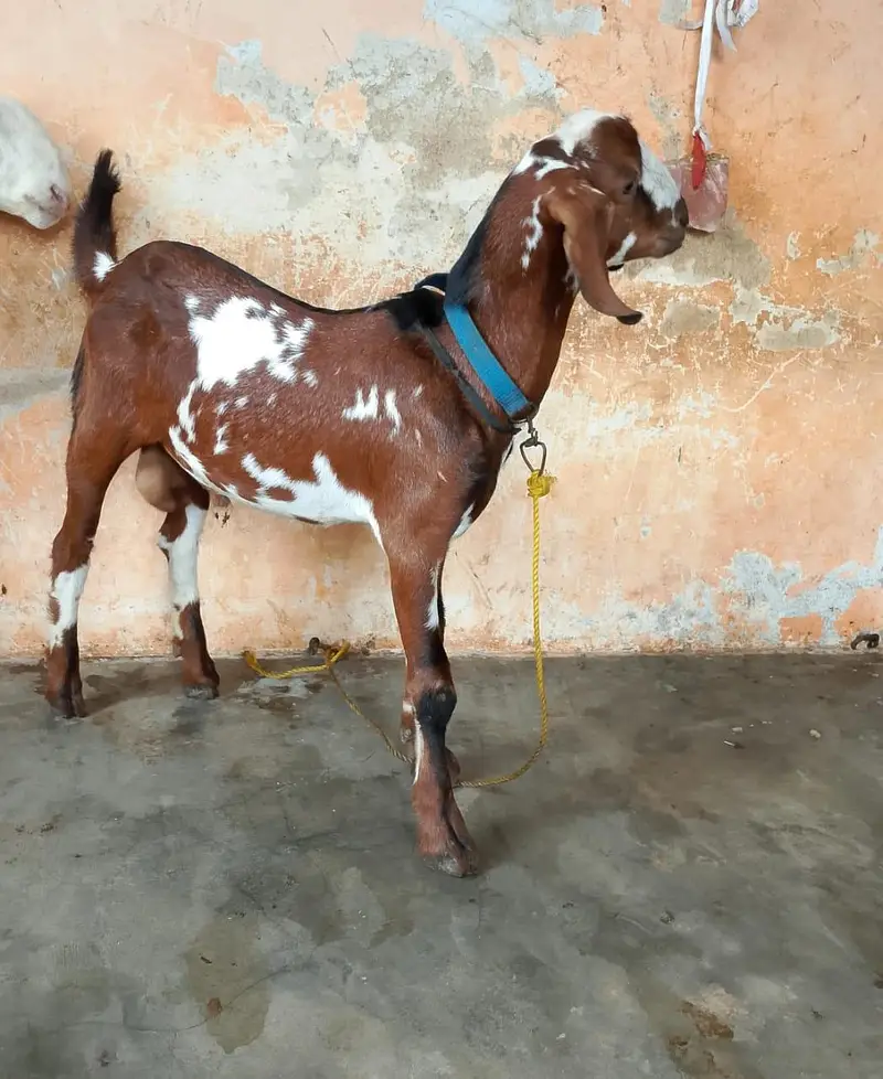taddey tapra pair for sell male — photo 6