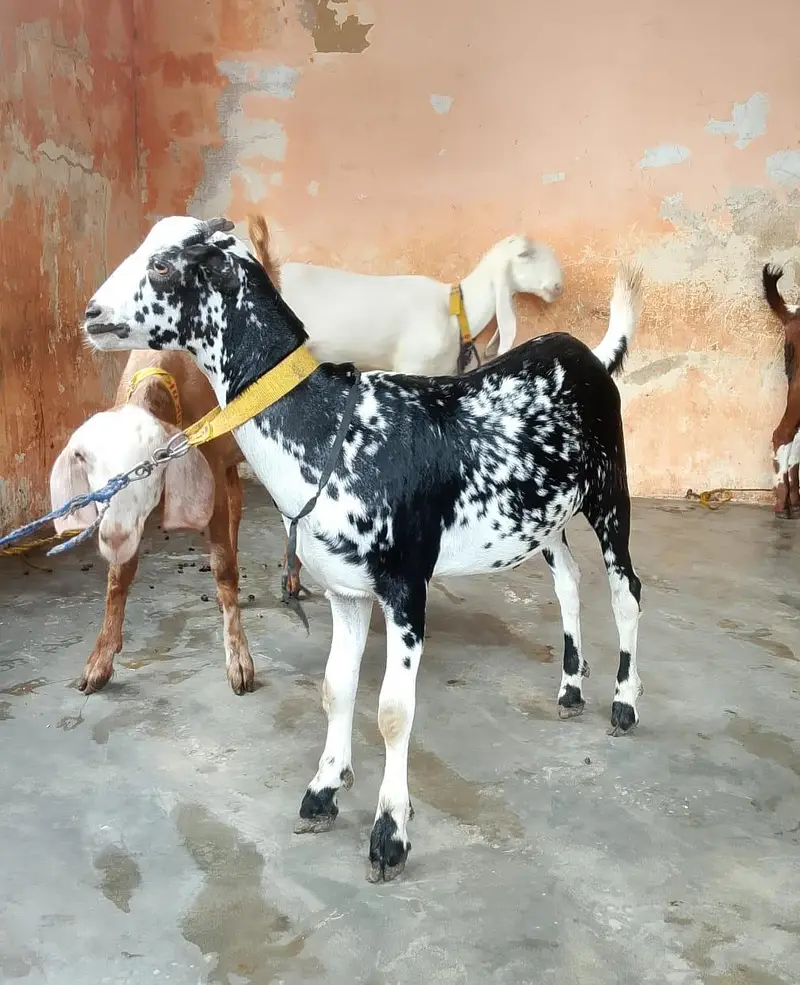 taddey tapra pair for sell male — photo 7