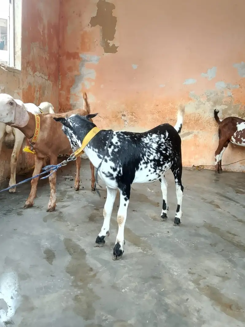 taddey tapra pair for sell male — photo 8