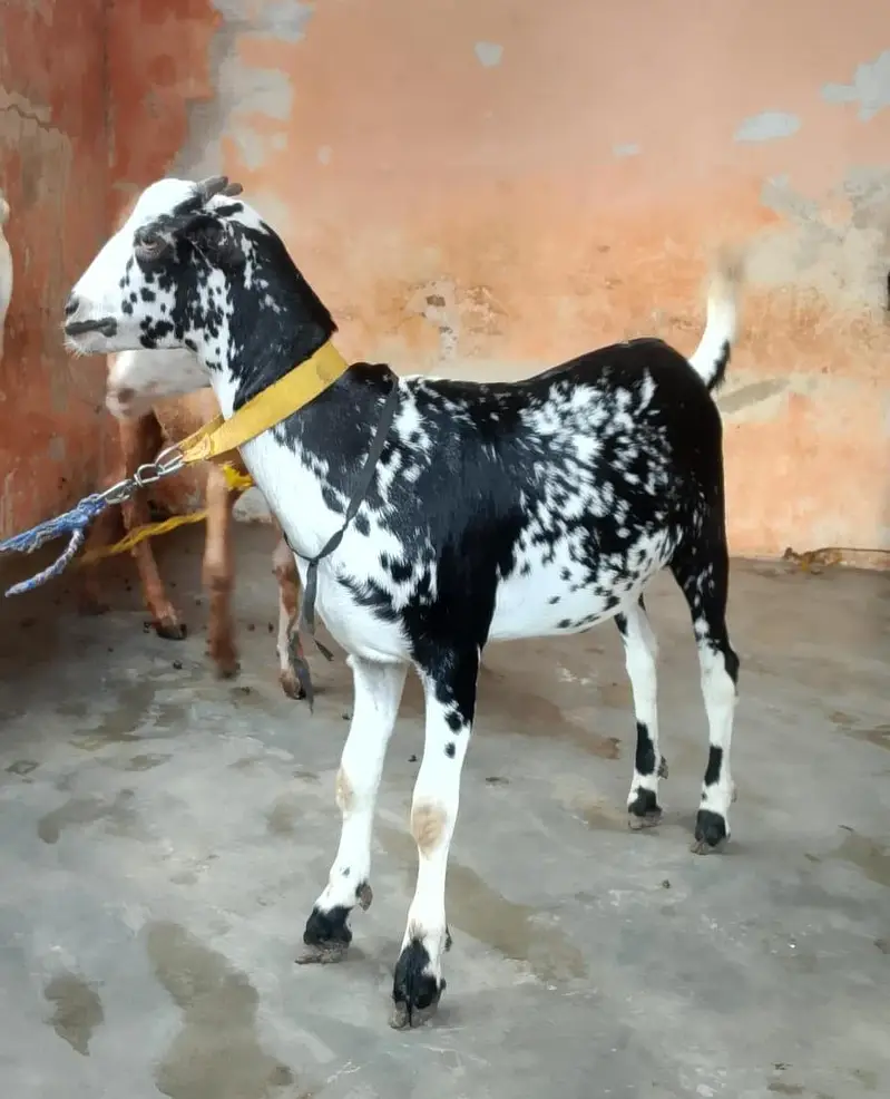 taddey tapra pair for sell male — photo 9