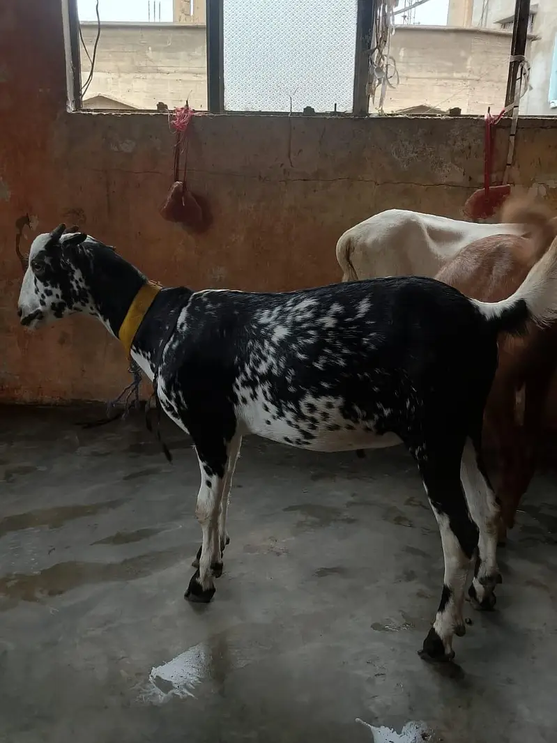 taddey tapra pair for sell male — photo 10