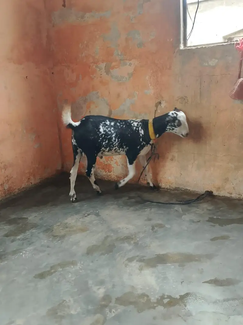 taddey tapra pair for sell male — photo 11