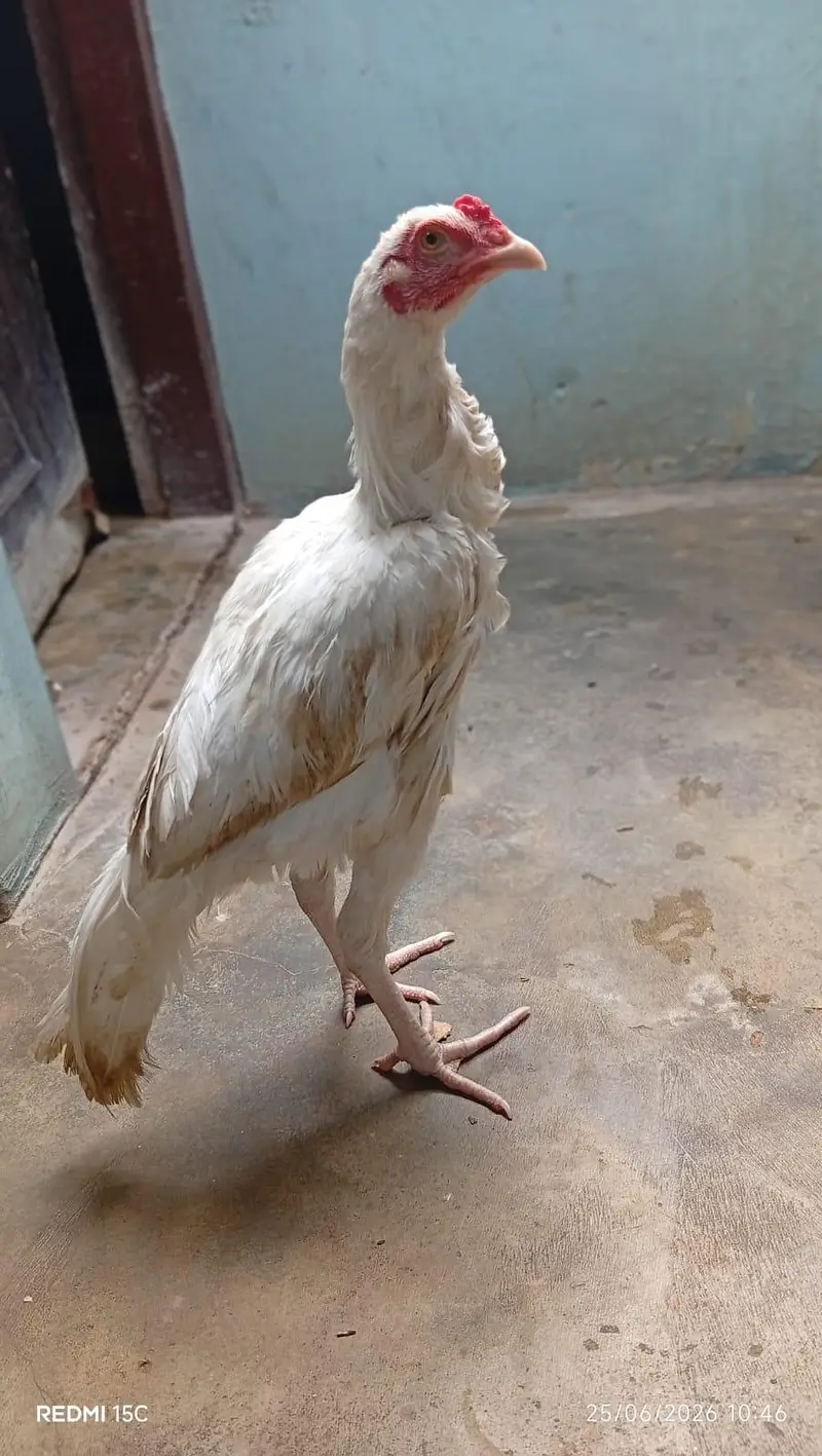 Heera age 8 munth hn pure paper white hn is ke price 12000 or bhe hn a — photo 7