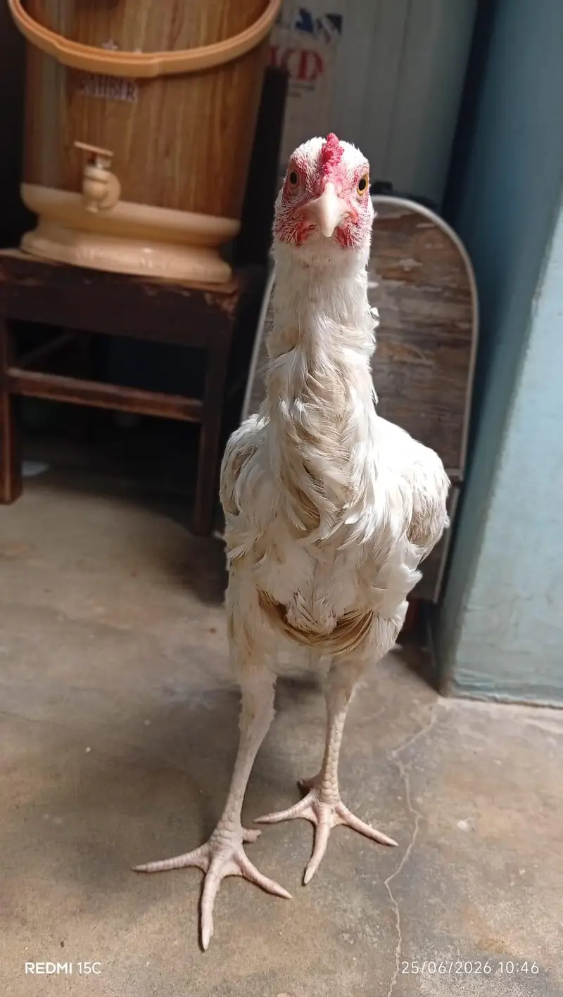 Heera age 8 munth hn pure paper white hn is ke price 12000 or bhe hn a — photo 9