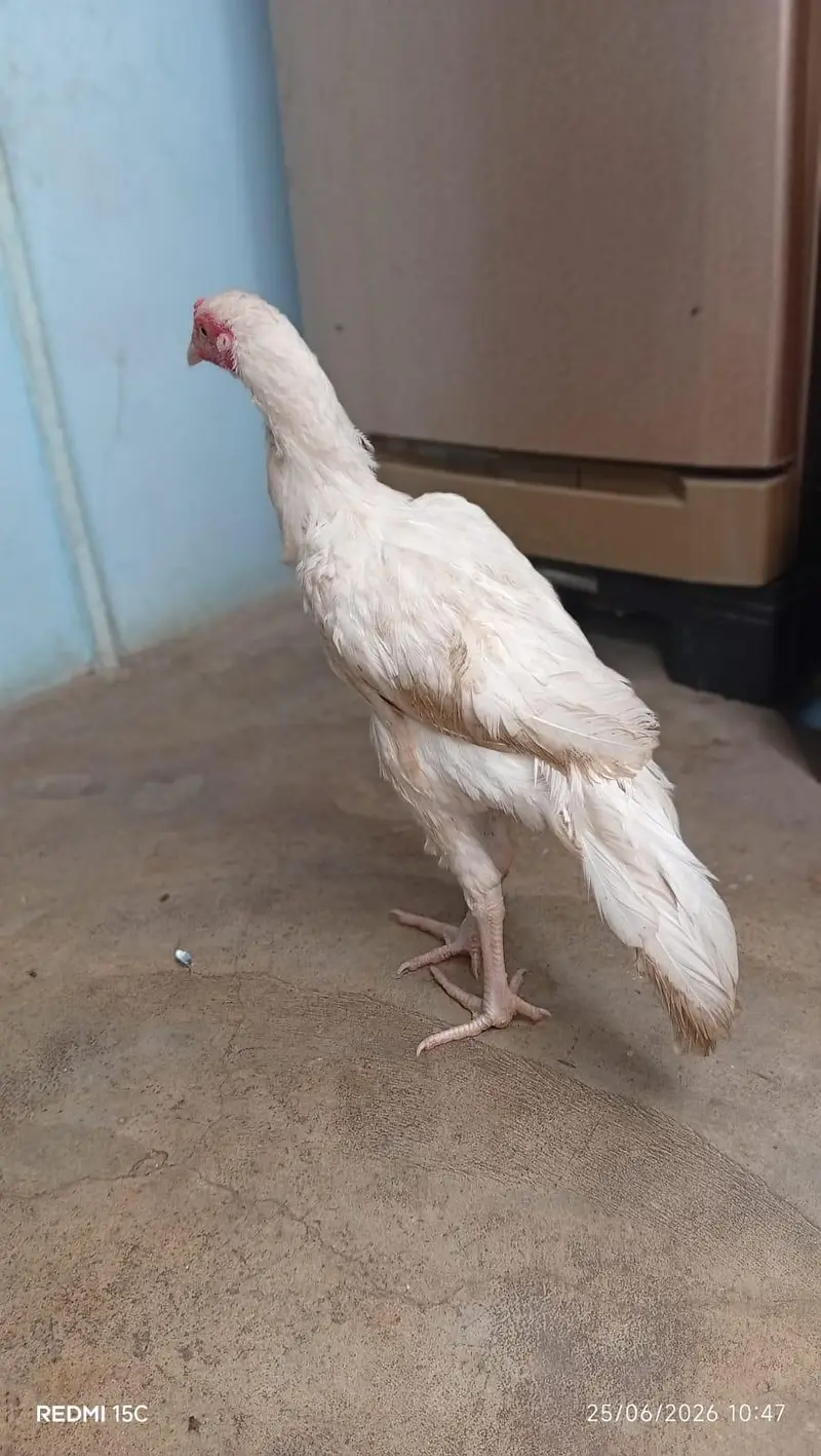 Heera age 8 munth hn pure paper white hn is ke price 12000 or bhe hn a — photo 11