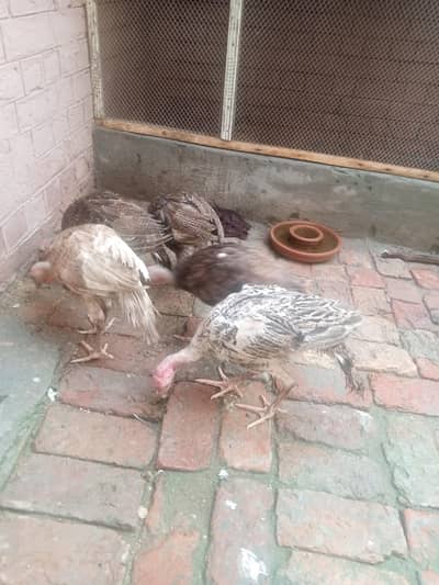 5 piece 2 male 3female