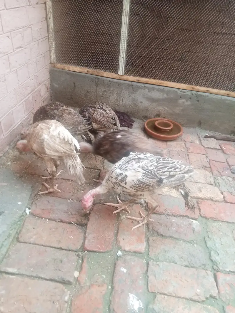 5 piece 2 male 3female