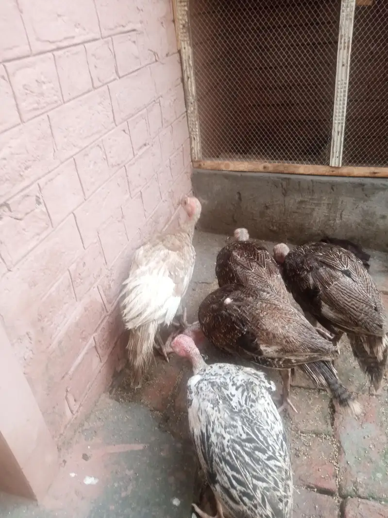 5 piece 2 male 3female — photo 2