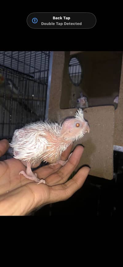 Cockatiel chicks / hand tamed cockatiel/ tamed parrot