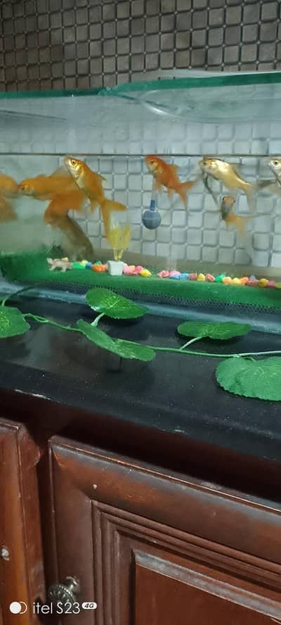Goldfish ,Koi and Guppy  Fishes