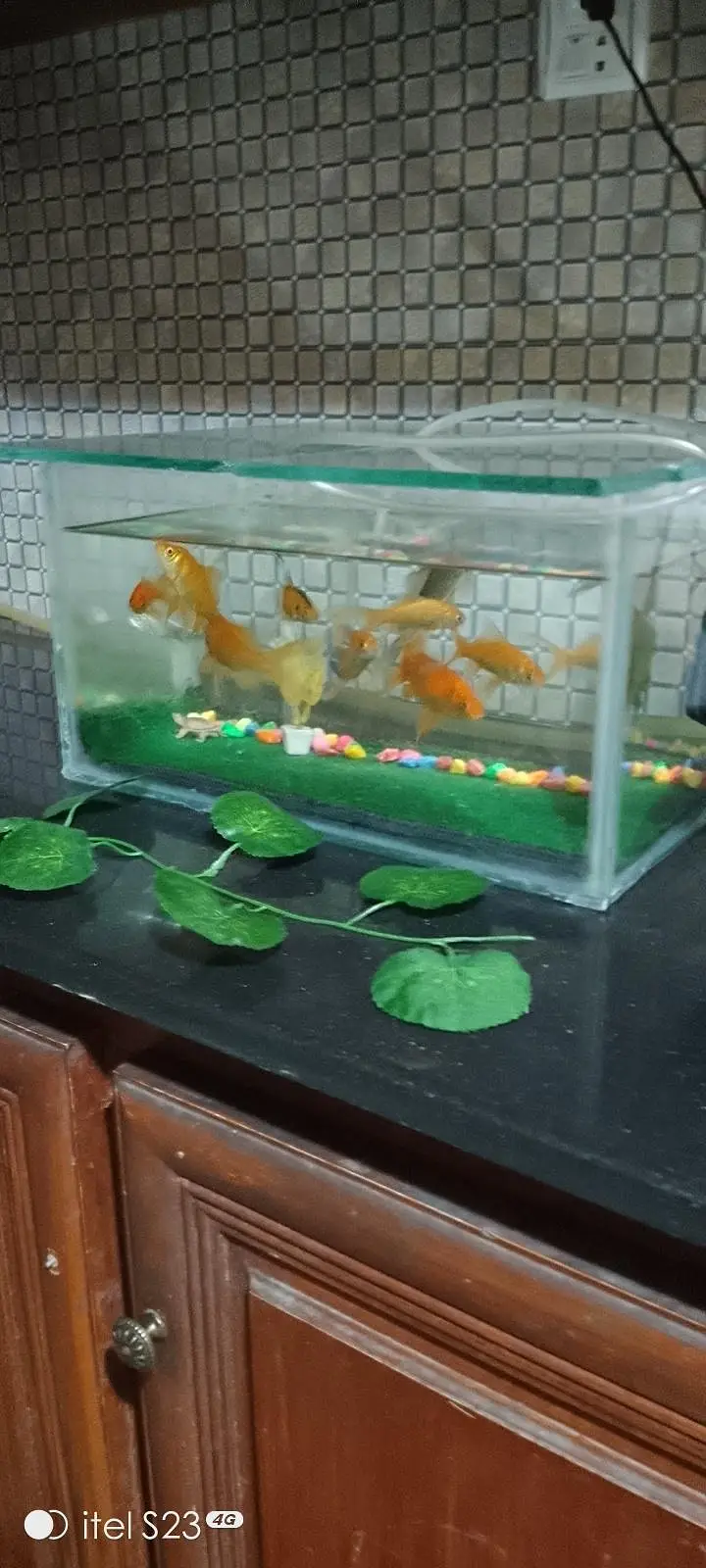 Goldfish ,Koi and Guppy  Fishes — photo 2