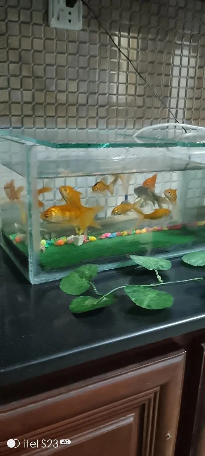 Goldfish ,Koi and Guppy  Fishes — photo 3
