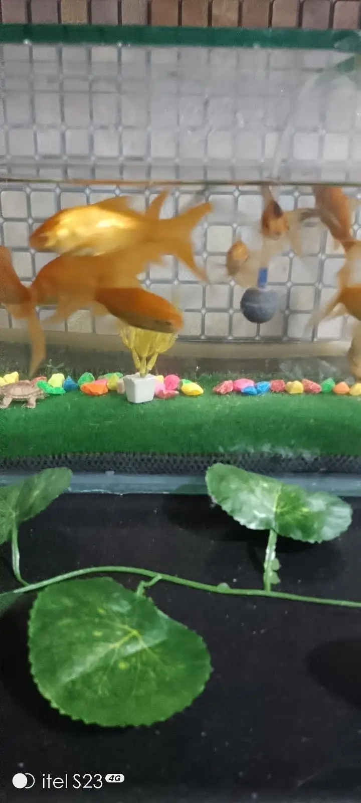 Goldfish ,Koi and Guppy  Fishes — photo 4