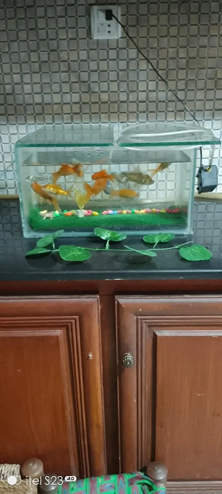 Goldfish ,Koi and Guppy  Fishes — photo 5