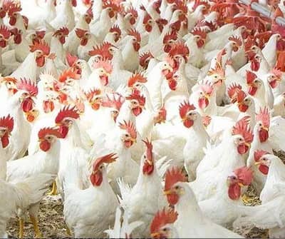 Layer hens LSL 90%production