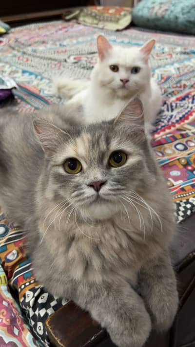 2 female Persian cats
