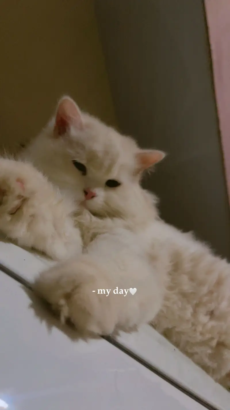 2 female Persian cats — photo 2