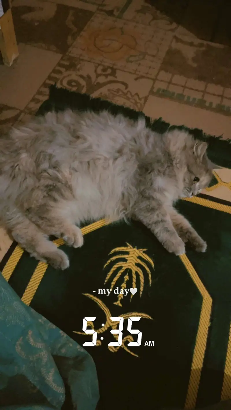 2 female Persian cats — photo 3