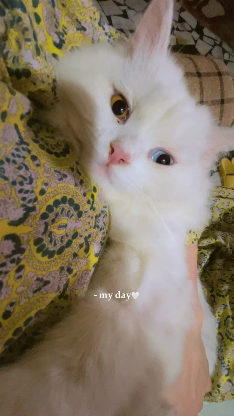 2 female Persian cats — photo 4