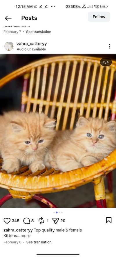 Quality Persian Punchface cat & kitten. moreWhatsApp 03714663282