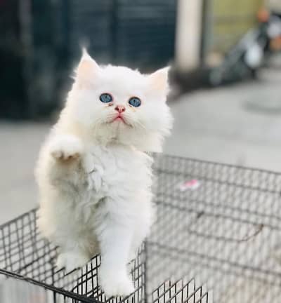 White Persian Kittens/Triple coated/blue eyes/Cats/Male/Female