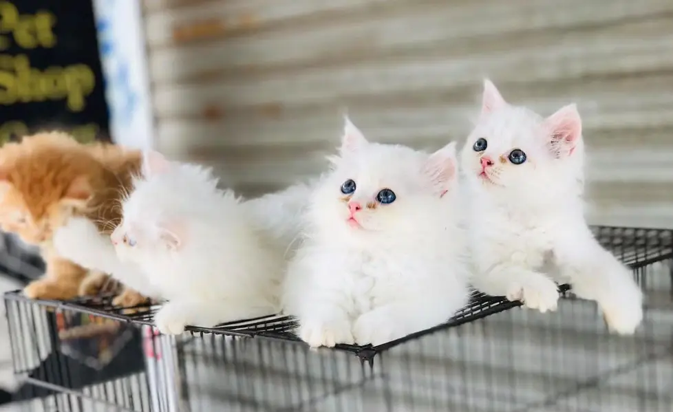 White Persian Kittens/Triple coated/blue eyes/Cats/Male/Female — photo 2