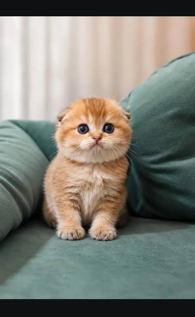 Scottish fold kittin for sell. 0313 4935014