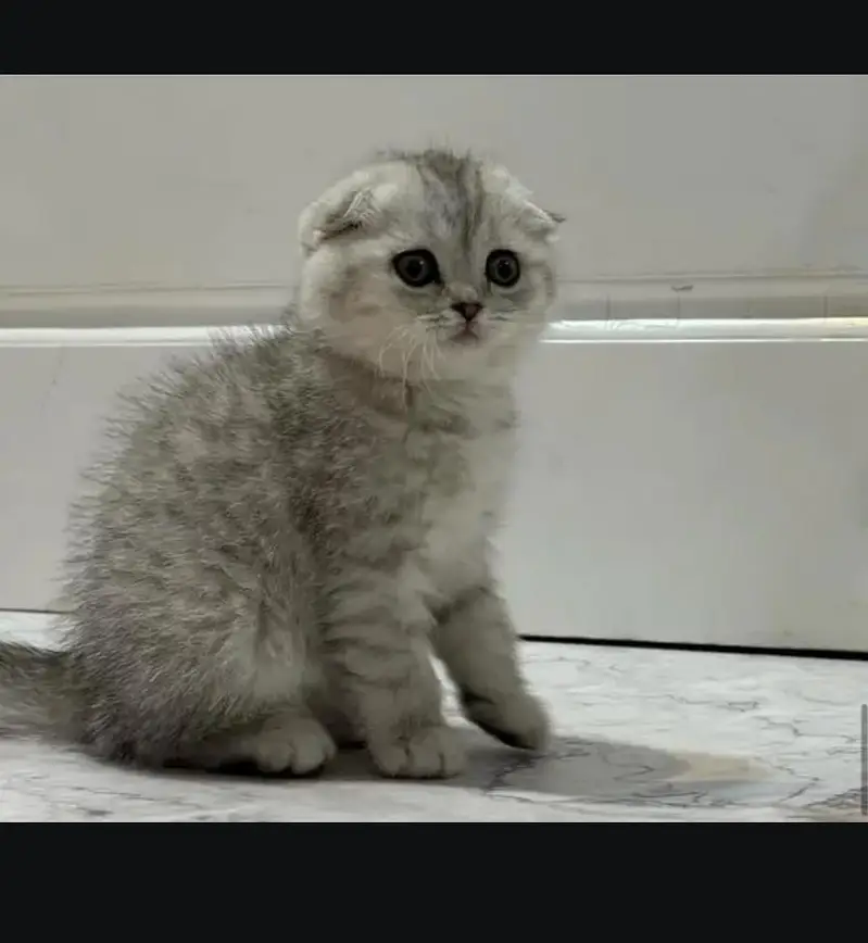 Scottish fold kittin for sell. 0313 4935014 — photo 2