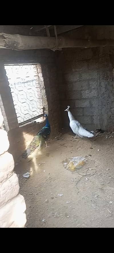 white female and black male