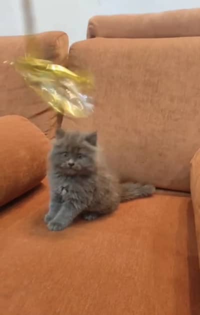 Quality Persian Punchface cat & kitten. moreWhatsApp 03714663282