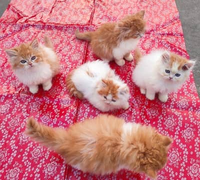 Quality Persian Punchface cat & kitten. moreWhatsApp 03714663282