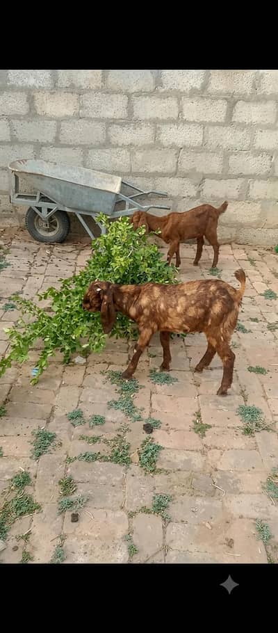 Shera Color Pure Betal Breed