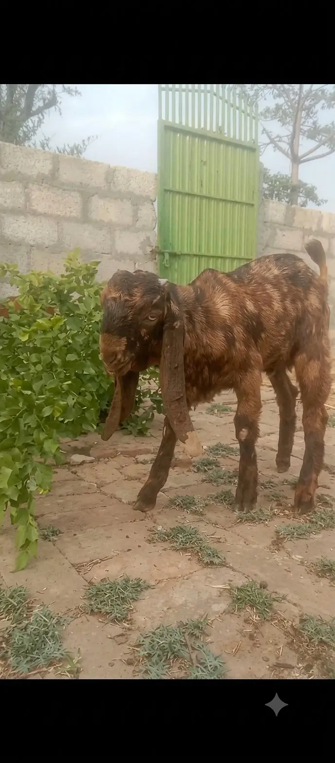 Shera Color Pure Betal Breed — photo 2