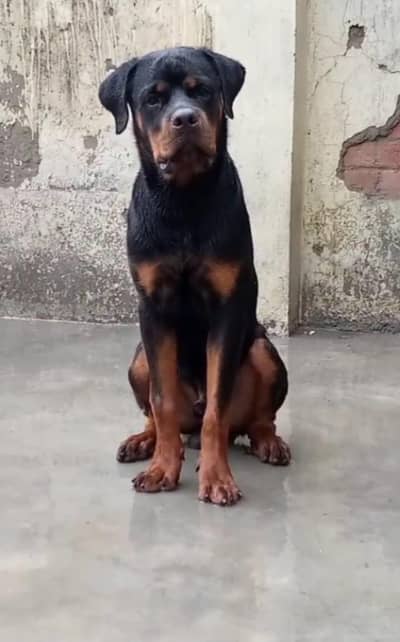 rottwelier big male avelibles healthy