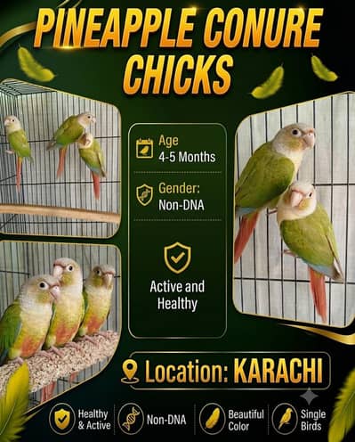 Pineapple conure