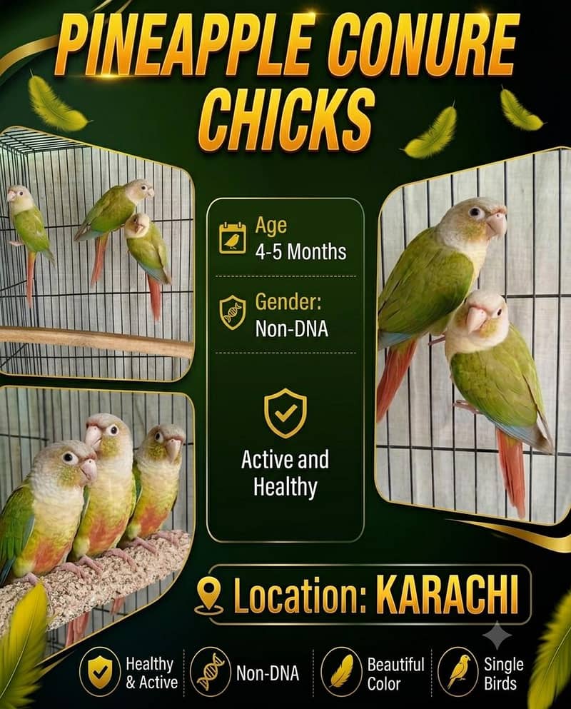 Pineapple conure 0